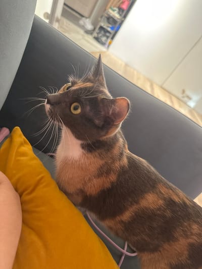 A calico cat is sitting on a dark blue couch in an apartment in Novoselye, Russia. The cat is looking upwards and to the left, with its ears perked. A yellow pillow is in the foreground, and a person's arm is visible resting on it. In the background, a closet with shelves of shoes and other items is visible. The lighting suggests it is daytime, and the overall environment appears to be a domestic living space.