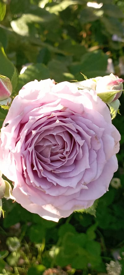 A close-up, vertical, slightly high-angle shot showcases a light pink rose in full bloom. The rose has numerous tightly furled petals creating a spiral pattern in the center. Sunlight highlights the petals, creating areas of bright illumination and soft shadows. To the left of the rose, a small, dark insect, possibly a fly, is perched on a petal. To the upper left and upper right of the main rose, are two closed rosebuds, one appearing pinkish and the other whitish with pink tips. The background is a blur of green foliage, with some dappled sunlight suggesting an outdoor setting. The image was taken in Radisne, Ukraine.