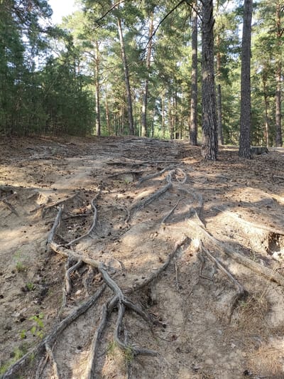 The image depicts a sandy forest floor with exposed tree roots winding across the surface. Pine trees with rough bark are visible in the background, casting shadows on the ground. The terrain appears uneven and eroded, with pine needles and cones scattered about. There are no people or animals present in the scene. The environment suggests a natural, undeveloped area, possibly a park or forest trail within the city of Barnaul, Russia. The sunlight filters through the trees, creating dappled light and shadow patterns. The overall impression is one of a natural, untamed landscape.