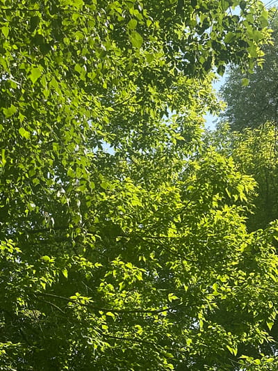 This is a close-up, low-angle shot of a dense canopy of vibrant green leaves against a bright blue sky. The sunlight filters through the leaves, creating a dappled effect and highlighting the intricate details of the foliage and branches. The image is dominated by various shades of green, with the sky peeking through in small patches. The scene suggests a warm, sunny day in a natural setting, likely a park or wooded area within the city of Vitsebsk, Belarus, although no specific landmarks or urban features are visible.