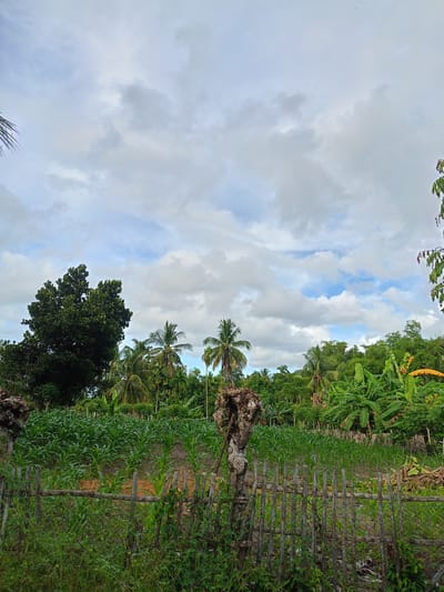 The image shows a rural scene in Meunasahteungkudigadong, Indonesia. In the foreground is a wooden fence with overgrown grass. Behind the fence is a field of green corn stalks. In the background are various trees and vegetation, including palm trees and banana plants. The sky is cloudy with patches of blue. There are no people visible.
