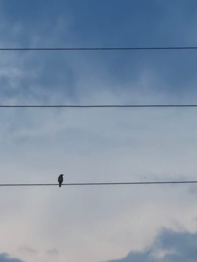 A single bird is perched on a wire against a backdrop of a cloudy blue sky. The image appears to be taken in Petukhi, Russia. The wire is thin and runs horizontally across the frame, with two other wires above it. The bird is small and dark, silhouetted against the sky. The clouds are a mix of white and grey, suggesting an overcast or partially cloudy day. There are no other visible subjects or objects in the image.