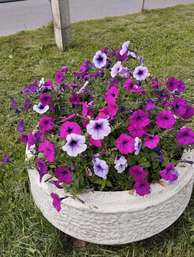 A high-angle medium shot captures a circular, weathered, white concrete planter filled with a dense arrangement of vibrant pink and purple petunias. Some of the petunias are white with purple veining. The planter sits on a patch of green grass, with a paved surface and a gray concrete post visible in the background, suggesting an urban outdoor setting. The petunias spill over the rim of the planter, creating a cascade of color. The overall impression is one of natural beauty contrasted with utilitarian urban elements.