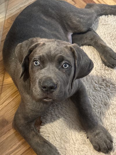 This is a close-up, top-down, indoor shot of a grey Cane Corso puppy lying on its back. The puppy has striking blue eyes and a grey coat with faint brindle markings. It is positioned on a fluffy, cream-colored rug, with its paws splayed outwards. To the left of the rug, a wooden floor is visible. The lighting suggests daytime, with a shadow cast across the rug from the puppy. The puppy appears relaxed and possibly playful, with its head tilted up and looking towards the camera. No text is visible in the image. The scene is domestic and intimate, highlighting the puppy's youthful features and soft fur.