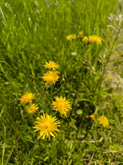 This is a close-up, natural light, outdoor photograph of yellow dandelion flowers blooming in a grassy area. The background is predominantly out-of-focus green grass, with some taller, reddish-tinged stalks of vegetation also visible. Several dandelion flowers are in focus, showcasing their ray florets. Some are fully bloomed, while others appear to be buds or partially opened. The overall scene suggests a spring or summer day in a rural or natural setting. The image does not contain any people or identifiable structures. It is not possible to determine the specific location within Laskino, Russia, from the visual information provided.