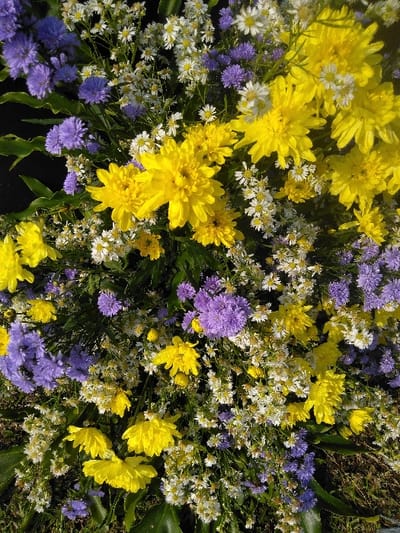 A close-up, high-angle view captures a dense floral arrangement, located in Potočná, Czechia. The scene is dominated by a vibrant mix of flowers, primarily featuring numerous bright yellow chrysanthemums, interspersed with clusters of smaller purple-violet asters and scattered white daisy-like blooms, many with yellow centers. Dark green foliage is visible beneath and among the blossoms, providing contrast. The flowers appear fresh, and the natural lighting creates subtle shadows and highlights across the petals. No other subjects, objects, or actions are visible beyond the floral display.