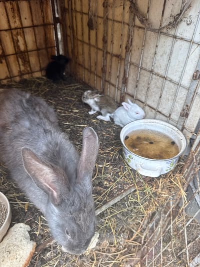 This image depicts a close-up view of several rabbits within a metal cage. A large gray rabbit occupies the foreground, with its head and ears visible. In the background, a black rabbit is seen in the upper left corner. Further back, two smaller rabbits, one brown and white and the other white, are also present. A white bowl containing a murky liquid with dark specks is situated to the right of the smaller rabbits. The cage floor is covered with hay and dirt. The cage appears to be located outdoors, possibly in a rural setting, and based on the provided information, it is in the city of Shishmantsi, Bulgaria. The overall environment suggests an animal enclosure.
