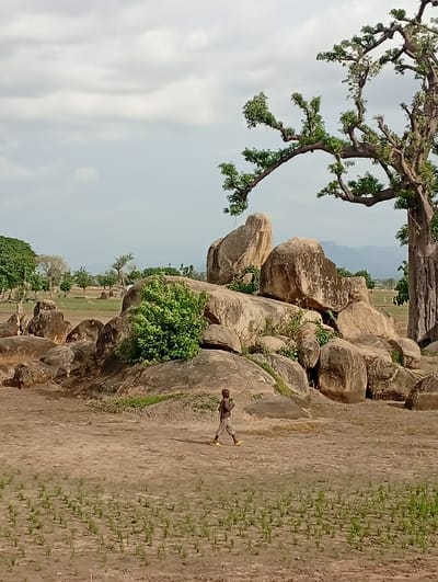 This is a medium-shot photograph taken in Shuwa, Nigeria, depicting a rural landscape with a prominent baobab tree and rock formations. The foreground shows dry, dusty earth with rows of young green plants. In the middle ground, a child with dark skin, wearing a patterned shirt and checkered shorts with yellow shoes, walks across the ground. Behind the child, a cluster of large, weathered rocks and boulders dominate the scene, some with faint white graffiti. A lush green bush grows among the rocks. To the right of the rocks, a large baobab tree stands, its thick trunk visible and its branches spreading out with sparse green leaves. In the background, the landscape is flat with scattered trees and a hazy mountain range in the far distance, under a cloudy sky.