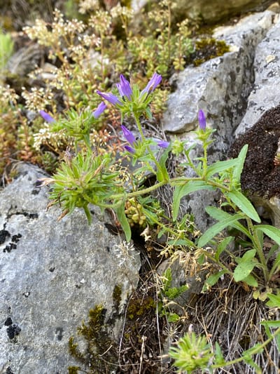 This is a close-up, eye-level, vertical photograph of purple bell-shaped flowers growing on a rocky slope. The flowers are in various stages of bloom, with some buds and others fully open. The plants have green stems and leaves, and are interspersed with other low-growing vegetation and mosses. The rocks are gray and textured, with some patches of darker material and lichen. The overall setting appears to be a natural, outdoor environment. The location is stated to be Gradska opština Niška Banja, Serbia. There are no people or animals visible in the image.