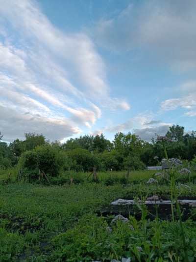 The image depicts a rural landscape with lush green vegetation and a cloudy sky. In the foreground, there are various plants and flowers, some of which are out of focus. The middle ground is dominated by dense bushes and trees, with a few wooden posts visible, suggesting a fence or support structure. Beyond the trees, the sky is a light blue with streaks of white clouds. The scene appears to be an outdoor garden or a natural area on the outskirts of a settlement. Based on the provided information, this scene is located in Verea, Russia. There are no people or animals visible in the image. The environment is natural and undeveloped, with a focus on plant life and the sky.