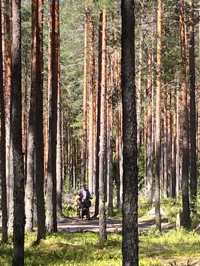 The image captures a sun-dappled forest in Leipyasuo, Russia, characterized by tall, slender pine trees with rough bark. A person is riding a bicycle on a dirt path that winds through the trees. The rider, wearing a dark jacket and a lighter shirt, is positioned in the center-right of the frame, pedaling away from the viewer. The bicycle is equipped with a black bag or pannier attached to the rear. The ground is covered with green vegetation, including low-lying bushes and moss, and dappled sunlight filters through the dense canopy, creating a textured pattern of light and shadow. The atmosphere appears peaceful and natural, typical of a woodland setting.