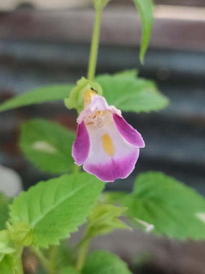 A single, bell-shaped flower with white and pink petals and a yellow center hangs from a green stem against a blurred, mottled gray background. The flower is slightly tilted, revealing its inner structure and a tiny black ant on its upper lip. Several green leaves with serrated edges surround the flower. The scene is outdoors, with the background suggesting a wall or fence. The lighting is soft, with no harsh shadows. The image quality is somewhat grainy. The location of Blang Cut, Indonesia, is not discernible from the visual information provided.