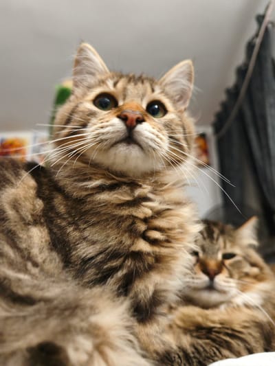 In Morąg, Poland, an extreme close-up shot captures the faces of two cats from a low angle, with the foremost cat in sharp focus. The dominant feline, a long-haired tabby, fills the frame with its textured brown and black fur, its gaze directed upwards. Its prominent whiskers fan out, and its green eyes and pink nose are clearly defined. Behind it, another tabby cat, slightly out of focus, is visible, its head resting and eyes partially closed. The background is softly blurred, showing a light-colored wall or ceiling and the edge of a dark curtain.