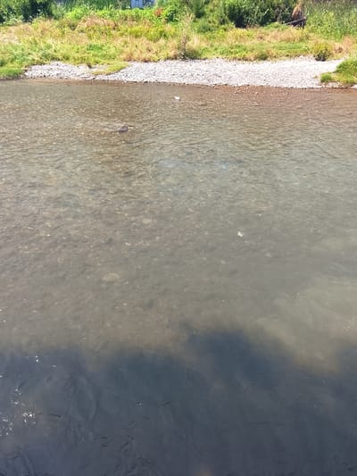 The image shows a riverbank with lush green vegetation on the left and the shallow, clear river in the foreground. The riverbed is visible, composed of pebbles and stones. The water is slightly murky in some areas, with a distinct shadow cast on the bottom right section, possibly from a cloud or an unseen object. There are no visible people or animals in the frame. The location appears to be a natural setting within the city of Oryol-Izumrud, Russia, given the provided context.