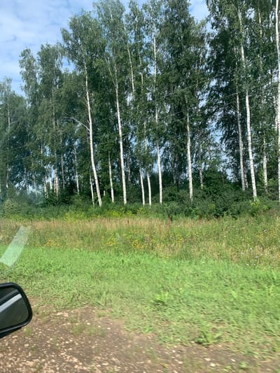 The image captures a rural roadside scene in Aibulyak, Russia, under a partly cloudy sky. A line of tall birch trees with white trunks and green foliage dominates the background, stretching across the frame. Some power lines are visible between the trees. In the midground, a lush green meadow with scattered yellow and purple wildflowers borders a dirt road in the foreground. A portion of a black car side mirror is visible in the lower left corner of the image, indicating the photograph was taken from inside a moving vehicle. The overall impression is one of a natural, undeveloped landscape on a summer day.