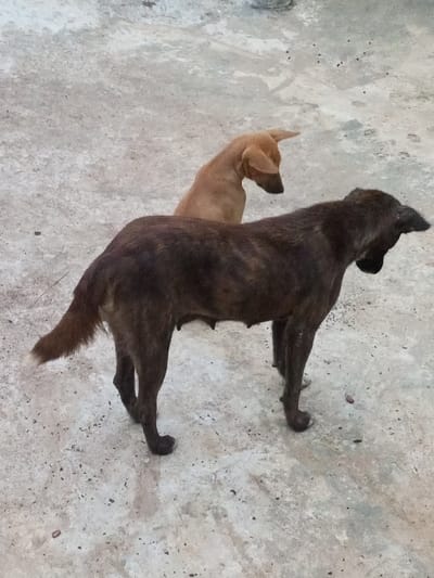 Two dogs stand on a speckled concrete surface. One dog is tan, positioned behind the other, with its head turned down. The second dog, in the foreground, is dark brown with a brindle pattern. This dog is standing, its head lowered, and tail held up, and appears to be a nursing mother. Both dogs are lean.