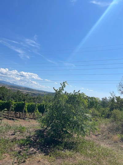 The image depicts a rural landscape under a bright blue sky with scattered white clouds and a sun glare. In the foreground, there are rows of vineyard vines supported by wooden posts, and patches of dry grass and soil. A lush green bush with feathery leaves is prominently featured in the middle ground. In the background, a rolling landscape with hills covered in vegetation stretches into the distance. A series of parallel power lines run across the top of the frame. The scene appears to be located in the outskirts of Levski, Bulgaria, likely a vineyard area. No people or specific actions are visible.
