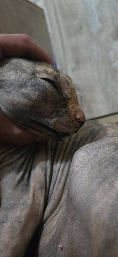 A close-up, head-and-shoulders shot captures a hairless cat, likely a Sphynx, sleeping. The cat's skin displays a tabby pattern of grey and brown markings. A human hand is gently cupping the cat's head, supporting its chin. The cat's eyes are closed, and its mouth is slightly open, revealing a sliver of its teeth. The background is out of focus, but appears to be an indoor setting with textured walls and surfaces. The lighting is dim, casting soft shadows. No specific location in Baku, Azerbaijan is identifiable from the image.