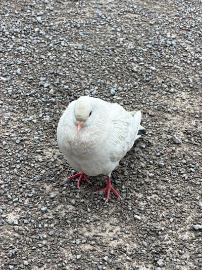 The image depicts a white pigeon lying on its side on a gravel surface. The pigeon appears to be injured or dead, with its legs splayed out. The location is not discernible from the image; therefore, the city of Grad Rijeka, Croatia, cannot be verified.