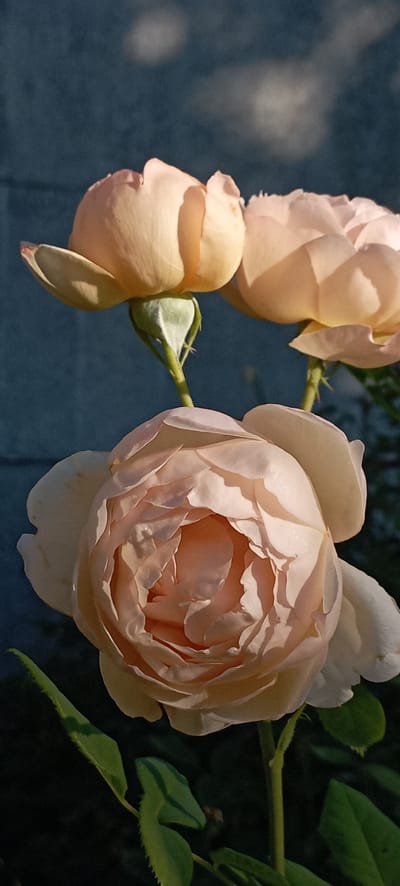 A close-up, vertical shot captures three peach-colored roses against a dark, textured background. The rose in the foreground is fully bloomed, with its delicate petals unfurling to reveal the intricate layers within. Sunlight gently illuminates its form, casting soft shadows. Behind it, two more roses, one more closed than the other, are visible. The stem of the foreground rose is adorned with green leaves, one of which is partially in focus. The background appears to be a wall, possibly concrete, with hints of blurred greenery suggesting a garden setting. The overall lighting suggests it is either early morning or late afternoon. There are no people or animals present.