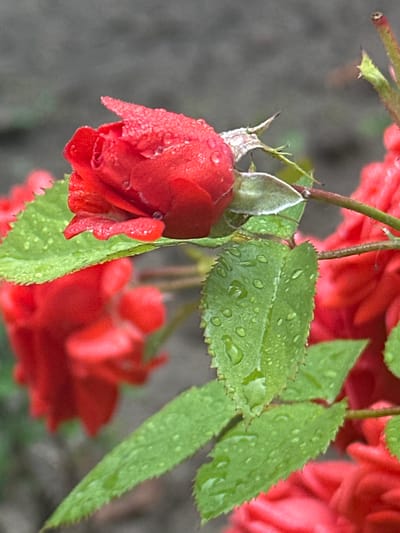 A close-up, eye-level, vertical, medium shot captures a vibrant red rosebud partially opened and covered in dew drops. The rosebud is positioned on the left side of the frame, its petals slightly unfurling. To the right of the rosebud, a serrated green leaf, also glistening with dew, is visible. In the background, out-of-focus red rose blooms and a blurred, grayish-brown textured surface, likely soil or ground, complete the scene. The overall impression is one of natural beauty after a rain, with the dew drops adding a delicate shimmer to the foliage. The image was taken in Zvenyhorodka, Ukraine.