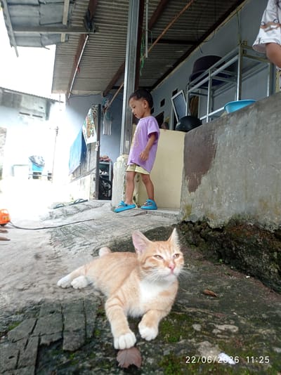 A low-angle, eye-level shot captures an orange and white cat lounging on a weathered, cracked concrete surface in a backyard or outdoor living space. The cat is in the foreground, looking to the left with its body angled away from the camera. Behind the cat, a young child wearing a purple t-shirt and yellow shorts stands near a doorway, looking to the left. The background shows an outdoor area with a corrugated metal roof, a wall, and some shelves with various items. The scene appears to be located in a residential area, possibly in Sukaraja, Indonesia, given the timestamp. The overall impression is of a casual, everyday moment captured in a simple, outdoor setting.