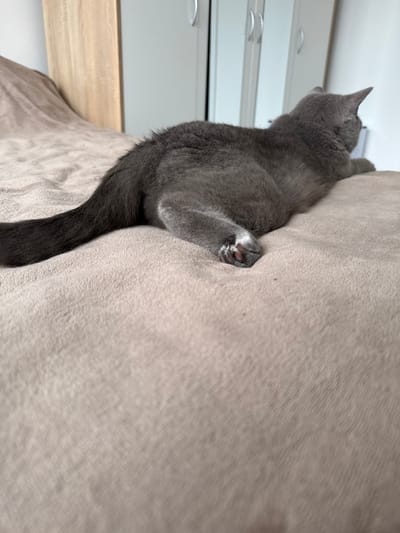 A medium shot shows a close-up of a gray cat resting on a beige bed. The cat is facing away from the camera, with its body curled up on the bed. Its tail is extended to the left side of the frame, and its paws are tucked underneath its body. The cat's fur is short and dense, and its skin is visible on its paws. The bed is covered with a soft, textured blanket. In the background, a wooden wardrobe and a white cabinet with silver handles are visible. The scene appears to be an indoor residential setting, likely a bedroom. There is no indication of the specific location within Zielona Góra, Poland, as the image does not contain any identifiable landmarks or signage.