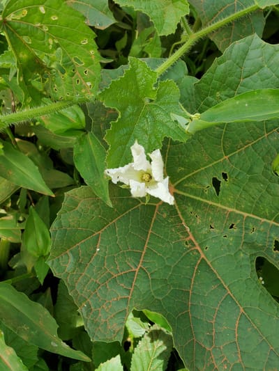 A white, five-petaled flower is centered on a large, green, veined leaf, which has several holes in it. The leaf is surrounded by other green leaves of varying sizes and shapes, some of which are also damaged. A fuzzy green stem runs diagonally across the upper left portion of the image. The scene appears to be outdoors, likely in a garden or natural setting, given the presence of the plants. No people or man-made objects are visible, suggesting this is a photograph of flora in Kuru Dungus, Nigeria.