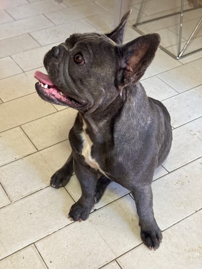 This media file is a high-angle, full-body shot of a grey French Bulldog lying on a tiled floor. The dog is looking upwards and to the left with its mouth open, panting, and its tongue is visible. The dog has large, erect ears and dark eyes. There is a patch of white fur on its chest. The floor appears to be made of large, rectangular, light-colored tiles arranged in a grid pattern. In the upper left corner of the image, a portion of what appears to be a metal table or chair leg is visible. The lighting suggests it is daytime, likely indoors. The image is devoid of any visible text.