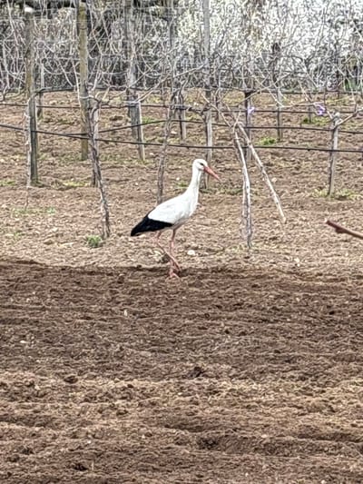 The scene depicts a white stork (Ciconia ciconia) walking from left to right across a tilled agricultural field in Hliabovo, Bulgaria. The bird exhibits white body plumage, black primary and secondary flight feathers, a long reddish-orange bill, and elongated reddish-pink legs. It is captured mid-stride, with its left leg raised from the ground, and its head is oriented downwards. The immediate foreground consists of dark brown, recently disturbed soil with visible clods and furrows. In the midground, behind the stork, a vineyard is visible, characterized by rows of dormant, bare grapevines trained on vertical wooden posts and horizontal wires. The ground within the vineyard rows consists of similar tilled soil, with sparse patches of lighter vegetation. A slender, reddish-brown stick-like object extends into the frame from the lower right. The distant background features blurred deciduous trees or shrubs, possibly in early spring bloom or bud. The lighting is diffuse and even.