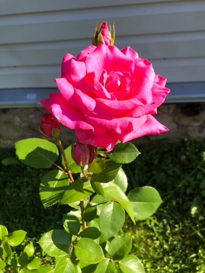 A bright pink rose in full bloom is the central subject of this image. The rose has multiple layers of petals, with some buds also visible on the stem. The rose is situated in a garden with green grass and some foliage. In the background, there is a wall, possibly part of a building, with a light-colored siding and a darker stone base. The lighting suggests it is daytime, with shadows cast by the rose and its leaves. The location is identified as Zhukovo, Russia.