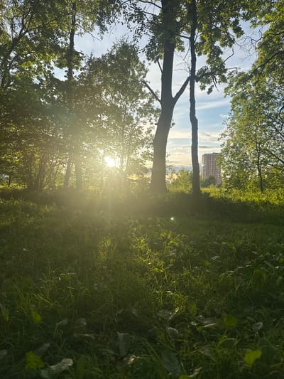 The image depicts a grassy area with trees, likely in a park or green space, with sunlight filtering through the foliage. A multi-story building is visible in the background. The location is Fryazino, Russia. There are no people visible. The scene appears to be a natural setting within an urban environment.
