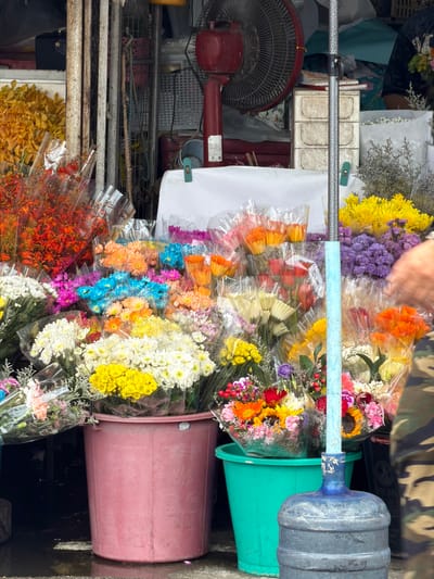 The media file captures a close-up, slightly tilted view of a flower stall in Chiang Mai, Thailand. The primary subjects are various bouquets of colorful flowers, predominantly chrysanthemums and other small blooms, wrapped in clear plastic. These flowers are arranged in several large plastic buckets, one a muted pink and another a bright teal. A large blue water jug is perched on top of the teal bucket, and a light blue pipe runs horizontally across the frame, separating the upper and lower sections of flowers.
In the background, partially visible are shelves filled with various items, including what appear to be small, white containers with divided sections and a red electric fan. A person's arm, wearing a camouflage-patterned garment, is visible at the top of the frame, suggesting someone is arranging or tending to the flowers.
The scene appears to be set outdoors, likely on a street or market, given the assortment of objects and the overall arrangement. The lighting suggests it could be daytime. The overall impression is one of a vibrant and busy flower vendor. There is no discernible text that can be clearly read in the image, except for some faint markings on the pink bucket that are illegible.