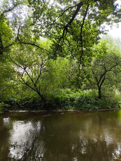 The image captures a riparian environment in Wolfisheim, France. A calm body of water, consistent with a river or stream, occupies the foreground and midground, with its surface exhibiting reflections of the overhead foliage and bright sky. The banks are densely covered with mature green deciduous trees and various undergrowth, forming a thick natural barrier. Several tree trunks are visible on the far bank, with some trees leaning significantly towards or over the water. The upper portion of the frame shows the canopy of additional trees, with bright, diffused light filtering through the leaves, indicating an outdoor setting during daylight hours. No human subjects or man-made structures are present in the scene.