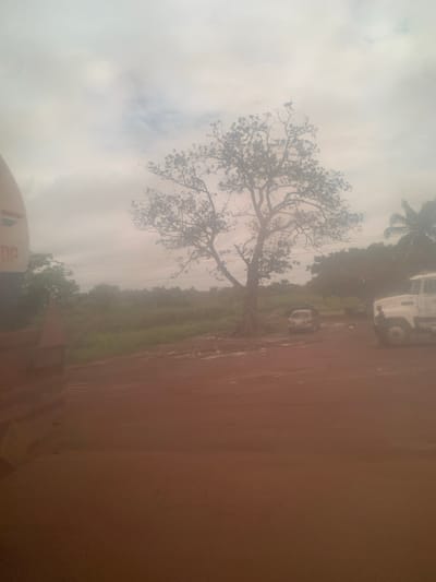 A hazy, overcast day in a rural or semi-rural setting is depicted in this image. The foreground is dominated by a reddish-brown dirt or clay surface, possibly a road or construction site, with the blurred out-of-focus left side of a large, dark vehicle occupying the lower left quadrant. In the mid-ground, a large, bare-branched tree stands prominently, its silhouette against the pale sky. To the right of the tree, a white truck with a large cab and a portion of its cargo area is visible. A smaller, lighter-colored car is parked further back between the tree and the truck. The background consists of a dense line of trees and vegetation, with power lines running horizontally across the scene above them. The overall impression is one of a slightly unkempt, outdoor environment, possibly on the outskirts of Oturkpo, Nigeria, given the description of the landscape and the presence of a truck. The atmosphere appears heavy with moisture or dust, contributing to the softness of the image's focus.