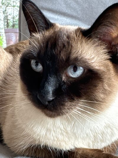 This is a close-up, tilted, eye-level, medium shot of a Siamese cat. The cat's face is angled towards the camera, with its head tilted to the left. The cat has characteristic dark points on its ears, face, and paws, contrasted with a lighter cream-colored body. Its eyes are a striking light blue, and its whiskers are long and white. The cat appears to be looking directly at the camera with a neutral expression.
The background is out of focus, showing a blurred hint of greenery and what appears to be a window frame, suggesting an indoor setting near a window. The lighting is bright, indicating daytime. The focus is sharp on the cat's face, highlighting the texture of its fur and the details of its eyes and nose. There is no visible text in the image.