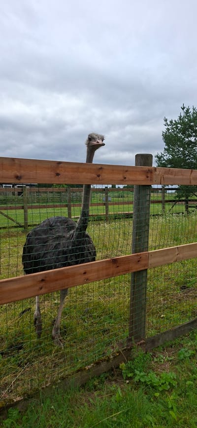 An ostrich with dark gray plumage is standing behind a wooden fence and a wire mesh fence in a grassy enclosure. The ostrich is looking directly at the camera with its head and long neck visible above the wooden fence. The ostrich's body is mostly hidden behind the fence. The enclosure is green with some white flowers scattered throughout the grass. In the background, there are more fences, trees, and a cloudy sky. The scene appears to be a farm or zoo in the vicinity of Kata, Estonia.