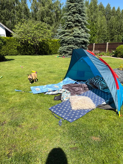 An aerial shot shows a backyard in Baloži, Latvia, with a blue tent set up on the lawn. The tent contains a zebra-striped pillow, a grey blanket, and a beige cushion. A French bulldog with a yellow toy on its back stands on the grass near the tent. The yard is surrounded by trees and a wooden fence.