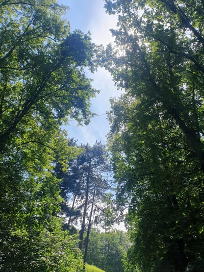 The image shows a view looking up through a canopy of green trees towards a bright blue sky with some wispy clouds. The sun is shining through the leaves, creating dappled light effects. In the distance, tall pine trees are visible, and a thin wire runs horizontally across the sky. The scene is likely a park or forest area in Ivano-Frankivsk, Ukraine, given the context. There are no people or animals visible in the image. The overall impression is one of a bright, sunny day in a natural setting.