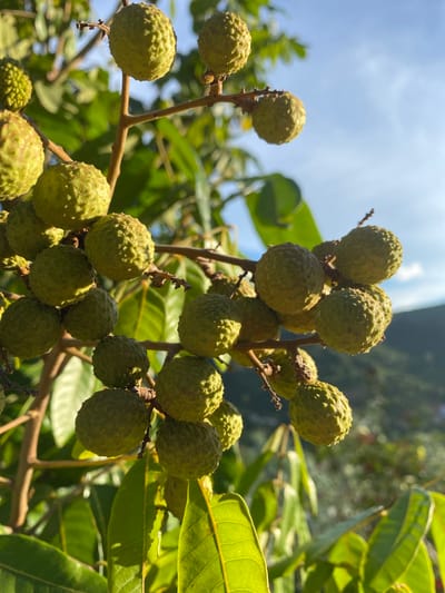 The image shows a cluster of unripe longan fruits hanging from a tree branch. The fruits are small, round, and light green, with a slightly textured skin. They are arranged in bunches, with some larger fruits and smaller, developing ones visible. The background consists of lush green leaves and a bright blue sky, indicating an outdoor setting. The sunlight casts shadows and highlights on the fruits and leaves, suggesting it is daytime, likely morning or afternoon. The scene appears to be in a tropical or subtropical region, given the presence of longan trees. There are no people or visible text in the image. The focus is on the natural beauty of the fruit growing on the tree.