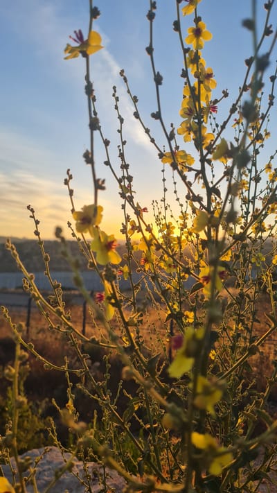 The image captures a close-up view of a flowering plant, possibly a shrub or small tree, with small yellow flowers. The flowers feature a reddish-purple center. The branches of the plant are thin and somewhat bare, with numerous small buds. The background displays a gradient sky, transitioning from a light blue at the bottom to a warm golden hue near the horizon. The scene is illuminated by the setting sun, which can be seen through the branches, creating a backlit effect. The location is likely within the Lachish Regional Council, Israel, as indicated in the prompt. The environment appears to be arid or semi-arid, suggested by the sparse foliage. There are no people visible in the image.