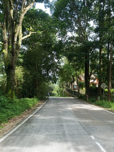 A gray asphalt road stretches into the distance, framed by lush green trees. Sunlight filters through the canopy, creating dappled shadows on the pavement. Vegetation lines both sides of the road. A figure on a scooter is seen far ahead. A house with an orange roof and a bridge are visible on the right side of the road, partially obscured by trees. A road sign stands nearby.