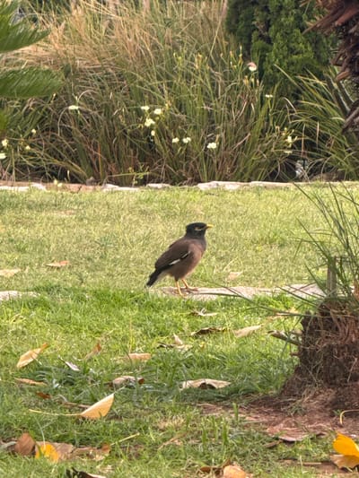The image, best viewed vertically, shows a single Indian Mynah bird standing on a sunlit patch of green grass. The bird, with its characteristic dark brown-to-black body, bright yellow beak, and a distinct yellow patch around its eye, is positioned towards the center-right of the frame. It stands upright, with its head tilted slightly upwards and to the left, as if looking at something above or in the distance.

The ground is covered in short, healthy green grass, with several dry, yellow and brown leaves scattered across its surface. A light-colored, narrow border or path runs horizontally across the mid-ground, separating the immediate grassy area from a more varied landscape behind it.

To the left of the bird and behind the path, there is a dense growth of tall, slender-leaved plants or reeds, some with small white or pale yellow blossoms. Further back and to the left, a darker, denser mass of green foliage or trees creates a textured background. To the right of the bird, the base of a tree trunk with rough bark is visible, surrounded by more grass and fallen leaves. The vegetation appears typical of a park or garden environment.

The scene is brightly lit by natural daylight, suggesting either morning or late afternoon, with soft shadows indicating clear weather. The overall atmosphere is peaceful and natural. There is no visible text in the image. Given the context of Ramat Gan, Israel, the bird and flora are consistent with the region's environment.