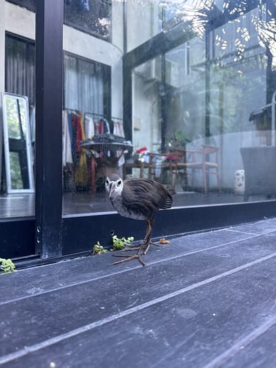 A masked lapwing bird is seen clinging to the side of a building in Nusa Dua, Indonesia. The bird has gray feathers, a white face, and long legs. It is clinging to a dark-colored wall with some vegetation growing on it. In the background, a window reflects the interior of a building. The overall environment is an urban setting.