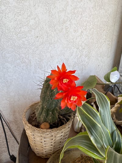 An indoor scene, located in Gilboa Regional Council, Israel, depicts a columnar cactus with two prominent red flowers in bloom. The cactus is planted in a light-colored, woven basket pot, with a small, spherical, light brown fibrous object resting on the soil. To the immediate right, a plant with variegated green and white striped leaves is partially visible. Further right and slightly behind, another plant features green foliage and a singular white structure, possibly a bud or small flower. The background consists of a light-toned wall with a rough, textured finish. A black electrical cable is visible on the far left. No individuals are present, and no actions or interactions are depicted within the static scene.