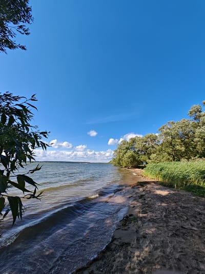 The image shows a serene natural landscape along the shore of a body of water. In the foreground, dark green leaves of a tree branch hang down from the upper left, partially obscuring the view. The water, rippling with gentle waves, occupies the left and central portions of the image. The shore is sandy with some scattered debris, such as twigs and dried grass. To the right of the shore, a dense growth of tall, green reeds sways in the breeze, backed by a line of mature, leafy trees. The sky above is a clear, bright blue, with a few scattered white clouds. The overall impression is one of a peaceful, sunny day at the edge of a lake or river, possibly in the area of Ждановіцкі сельскі Савет, Belarus. No people or specific man-made structures are prominently visible.