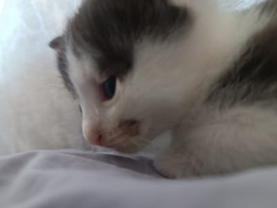 A close-up, low-angle, shallow depth-of-field photograph captures a black and white kitten resting on a white and grey fabric surface. The kitten's face is the primary focus, with its right eye and nose prominently displayed. The left side of its face is obscured by shadow and blur. The kitten's fur appears soft and downy. The fabric surface beneath the kitten has subtle folds and creases, with a lighter shade of white on the left and a darker grey on the right. The background is completely blurred, suggesting a soft, diffused light source. The image does not contain any explicit information about its location in Hlobyne, Ukraine.