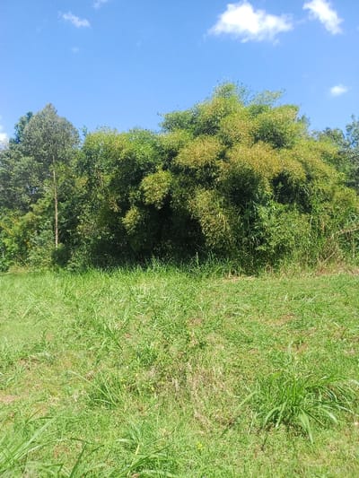 The scene depicts an exterior natural landscape in Kahuro, Kenya. The lower half of the frame is an open field covered with green grass and mixed low-lying vegetation. The upper half is dominated by a dense growth of various trees and bamboo, exhibiting a spectrum of green hues, including lighter, yellowish-green foliage among the bamboo. A tall, slender tree with light-colored bark is visible on the far left, reaching above the general treeline. The sky above is clear blue with several scattered white cumulus clouds. No human subjects, man-made objects, or specific actions are present within the frame.