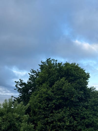 The image shows a dense canopy of green trees against a cloudy blue sky. The sky is a mix of light blue with streaks of white and gray clouds, suggesting an overcast or partly cloudy day. The trees are lush and full of leaves, appearing to be mature. The foliage is dark green, with some lighter green areas visible, possibly from younger leaves or different types of plants. The lower part of the image is dominated by the thick vegetation. There are no visible people, buildings, or any other structures. The scene appears to be a natural outdoor environment, possibly a park or a wooded area. The image does not provide any specific information about the city of Akydra, Abkhazia, as it focuses solely on the natural elements of trees and sky.