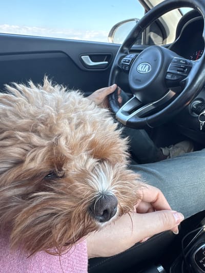 The scene depicts the interior of a Kia vehicle located in Kermen, Bulgaria, during daylight. A shaggy-haired dog, predominantly light brown with white fur on its snout and a black nose, is positioned in the foreground, resting its head on a person's arm, which is clad in a pink garment. The dog's left eye is partially visible, appearing half-closed. The driver's right hand is on the black leather steering wheel, which features a prominent "KIA" logo and integrated controls. An ignition key, accompanied by several other keys, is present in the ignition. The driver's legs are visible, wearing light-colored trousers. Through the vehicle's side window, a clear blue sky with minimal cloud cover is visible, along with a portion of the vehicle's side mirror. A gear shift mechanism is partially visible in the bottom right quadrant of the image.